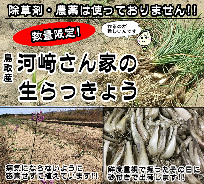 河崎さん家の生らっきょう【栽培期間中 農薬不使用】